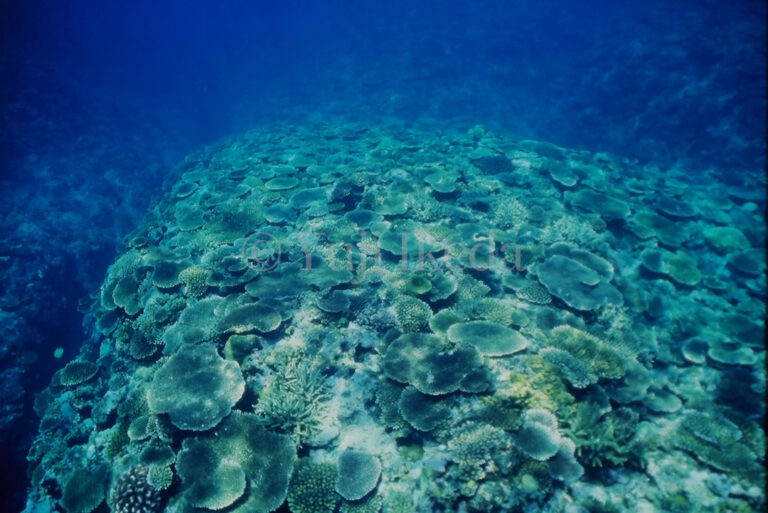 Beautiful underwater corals, Yuji Ikeda photo