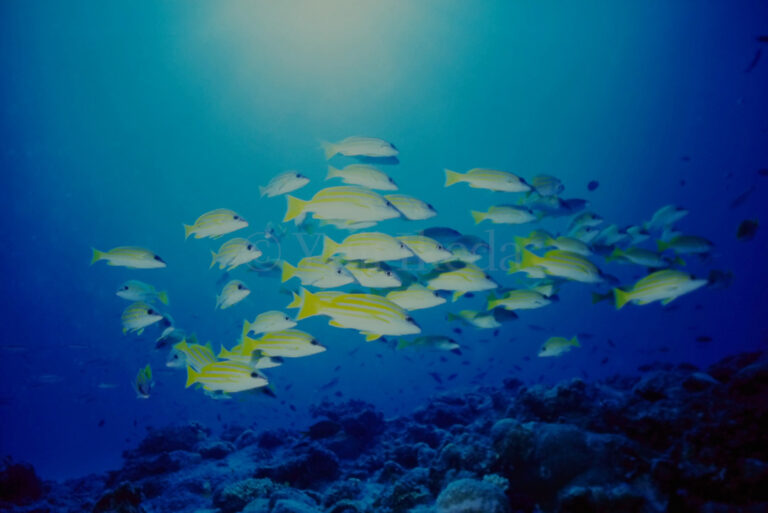 School of snappers in underwater, Yuji Ikeda Photo