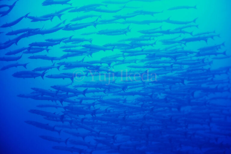 School of Barracuda in underwater, Yuji Ikeda photo