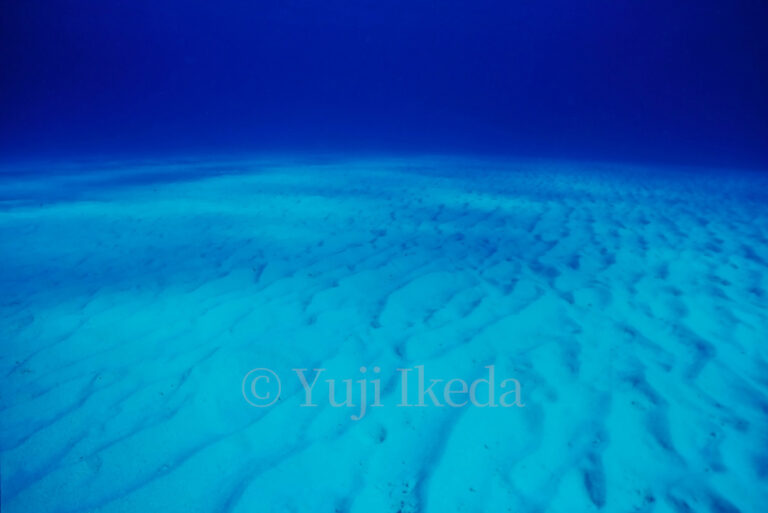 Beautiful underwater sandwaves , Yuji Ikeda photo